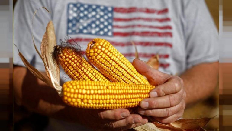 China cierra con EEUU su mayor compra de maíz desde mayo de 2021