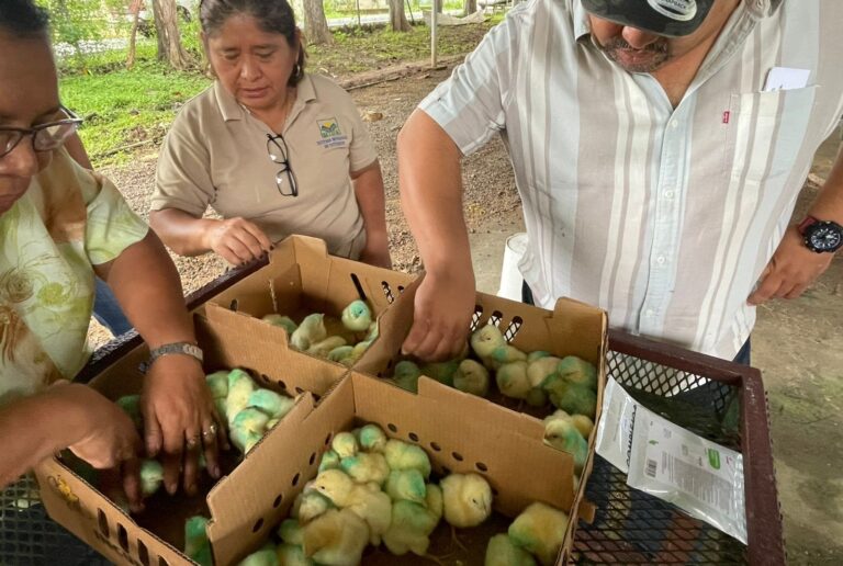 Impulsan Programa “Familias Unidas” con entrega de pollitos de engorde a familias rurales en Coclé