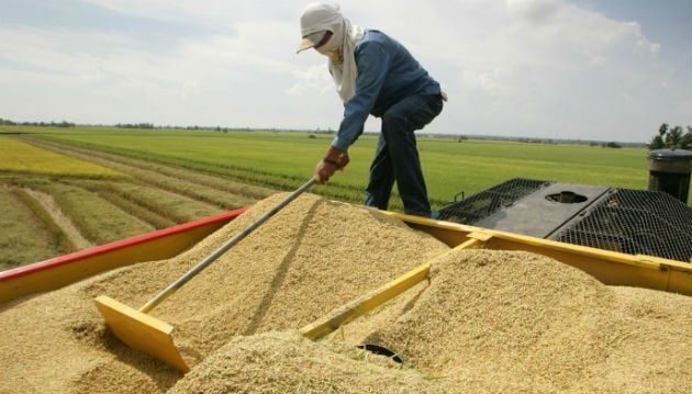 Panamá asegura abastecimiento de arroz con nueva importación