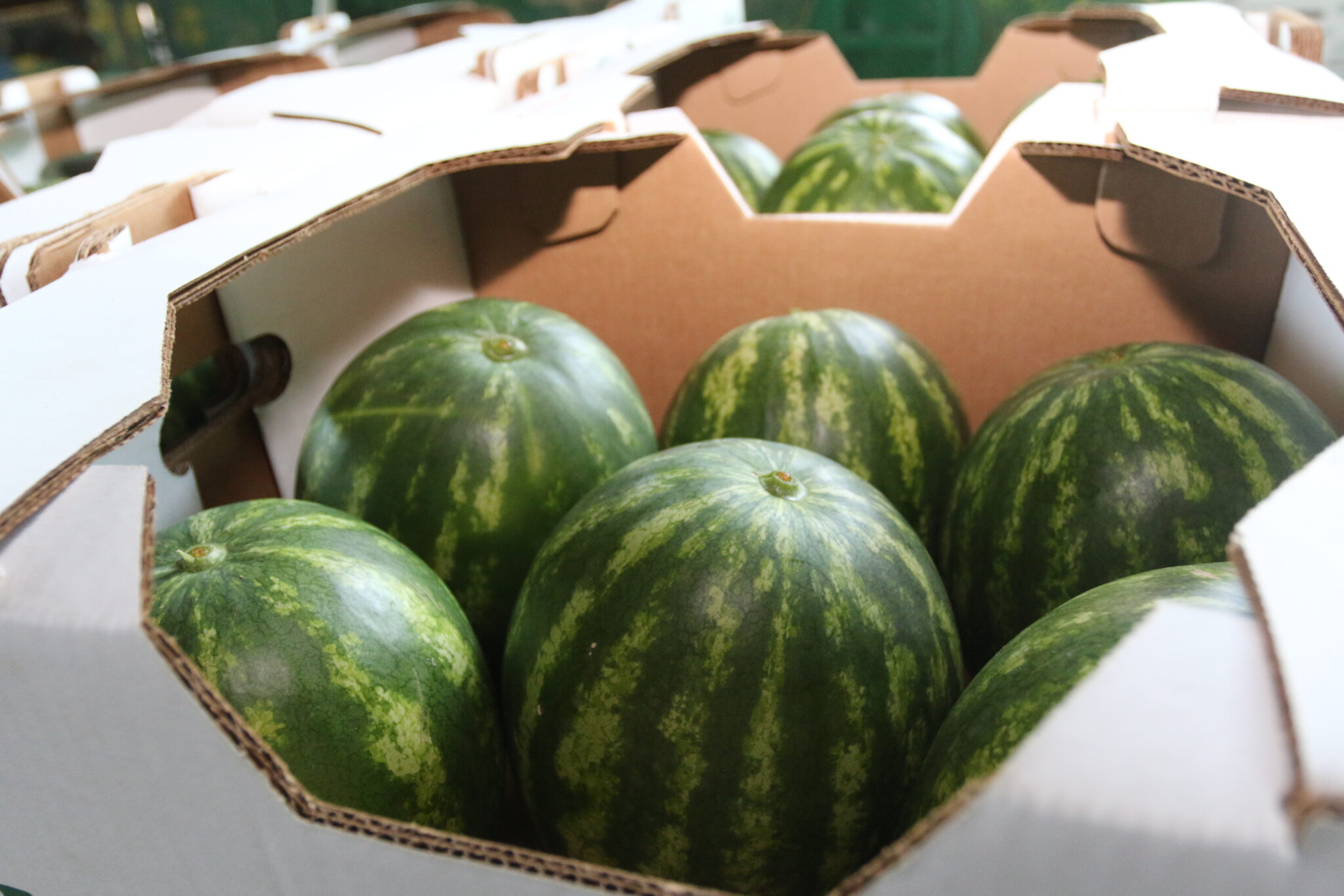 Exportaciones panameñas alcanzan B/. 581.9 millones y mantienen su mejor desempeño en 16 años