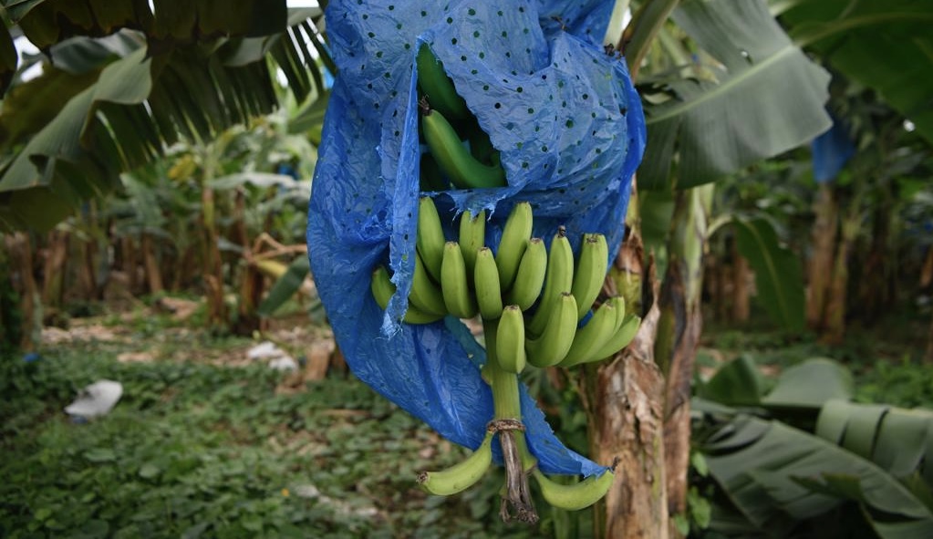 Fuertes lluvias dejan pérdidas en cultivos de plátano en Bocas del Toro