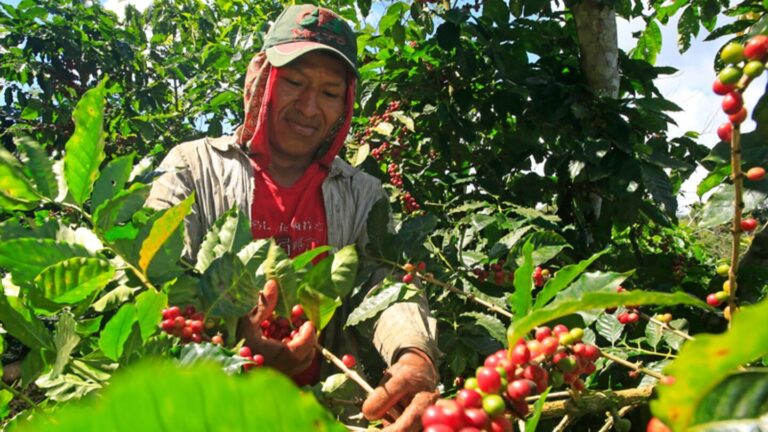 ONU alerta que El Niño amenaza la seguridad alimentaria en C.A.