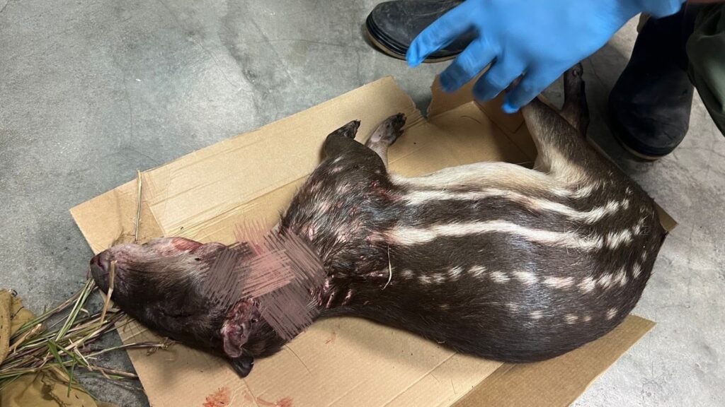 Detectan caza ilegal de conejo pintado en área protegida de Coclé