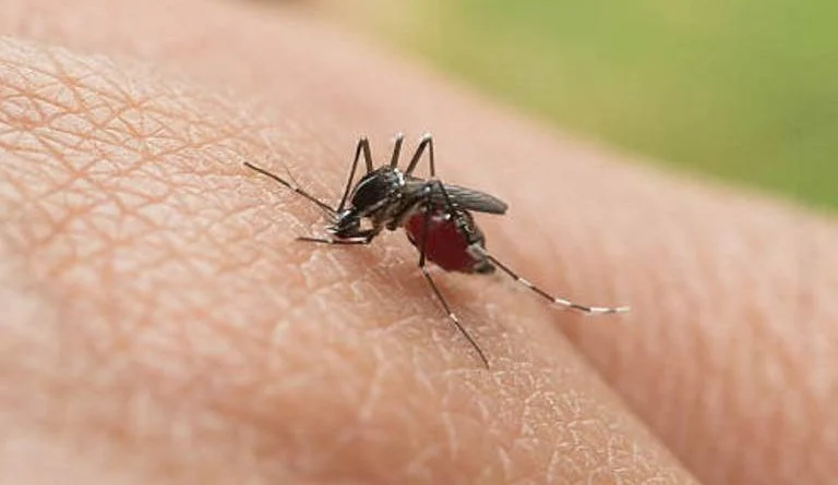 David concentra el mayor número de casos de dengue en Chiriquí; Minsa refuerza llamado a eliminar criaderos