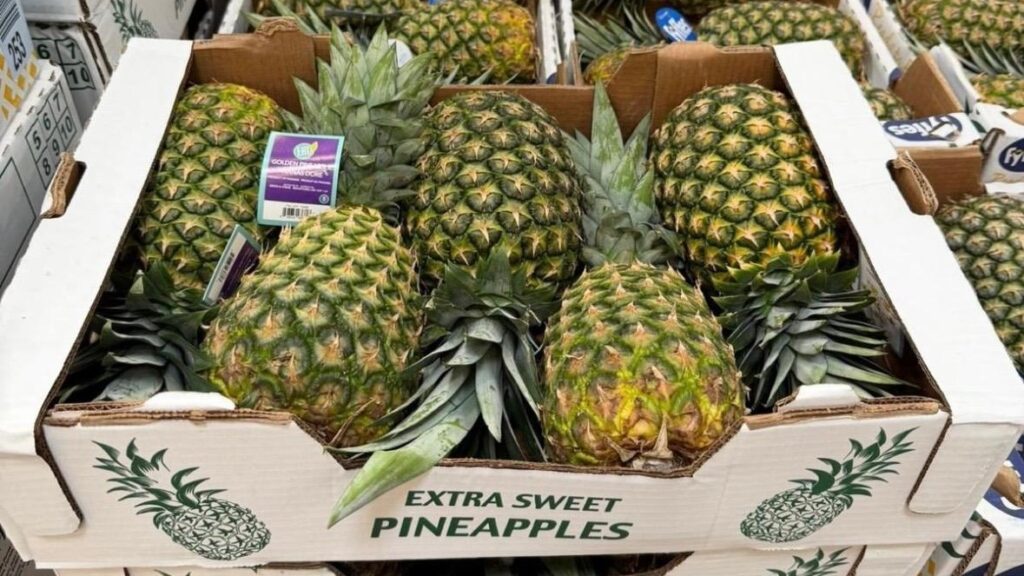 Piña panameña llega a tiendas Costco en Canadá y abre nuevas oportunidades de exportación