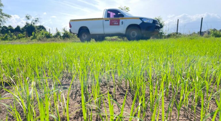 Dos productoras de Mariato aseguran 68 hectáreas de arroz ante riesgos agrícolas