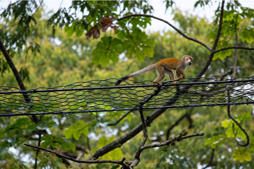 Nuevas carreteras que también toman en cuenta a la fauna silvestre